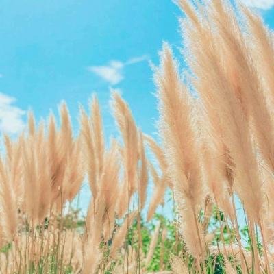 英雄训练师折扣版下载